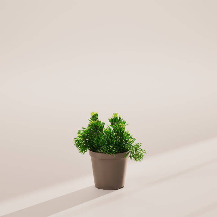 Mistletoe Cactus