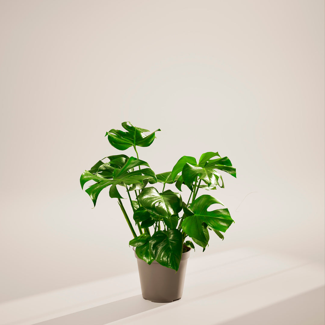 Monstera Deliciosa (Split Leaf Philodendron)