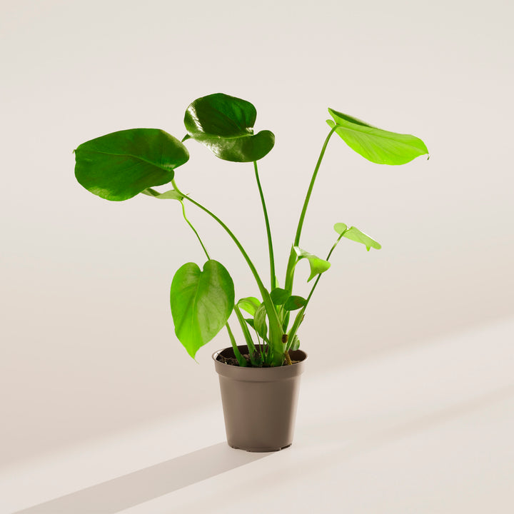 Monstera Deliciosa (Split Leaf Philodendron)