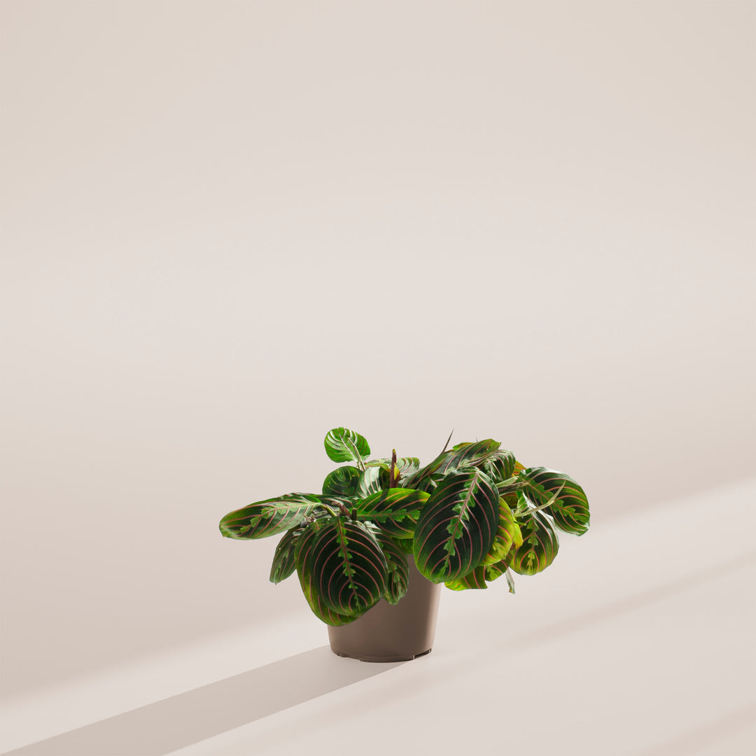 Maranta Red Prayer Plant