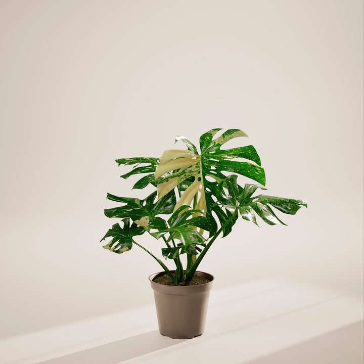 Monstera Thai Constellation