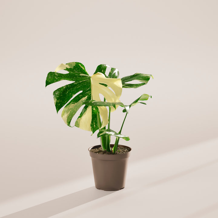 Monstera Thai Constellation