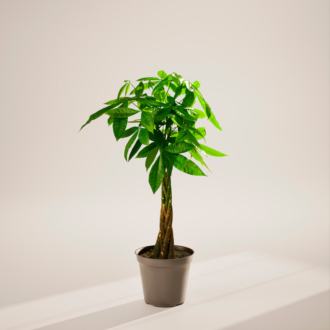 Extra-large braided Money Tree plant with a thick, winding trunk and vibrant green foliage, housed in a simple dark brown nursery pot, centered against a minimalist beige background with a soft shadow.