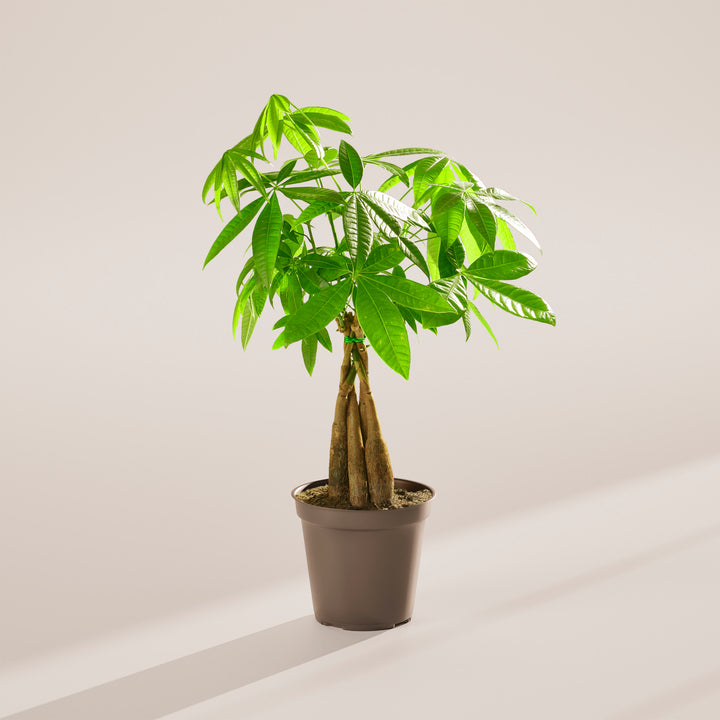 Medium-sized braided Money Tree plant with thick, woody trunks tied together with a small green band, featuring lush green foliage and housed in a simple dark brown nursery pot, centered against a minimalist beige background with a soft shadow.
