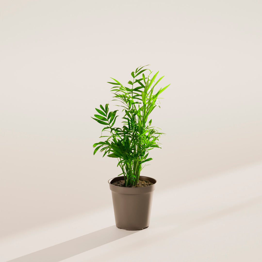 Neanthe Bella Palm