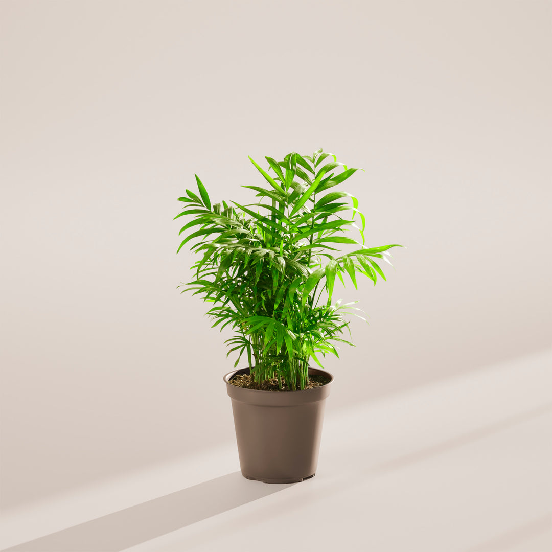 Neanthe Bella Palm