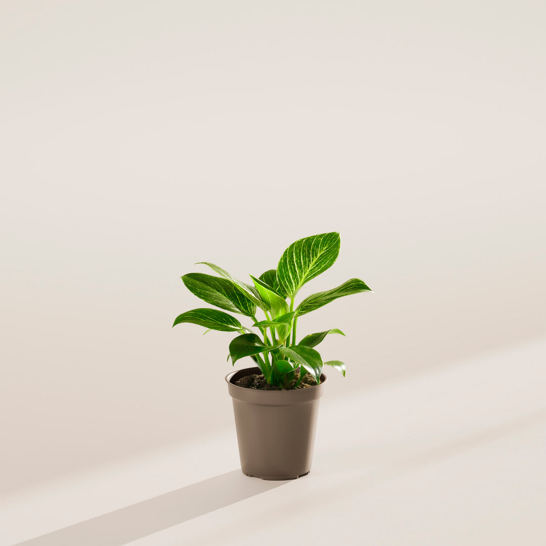 Philodendron Birkin