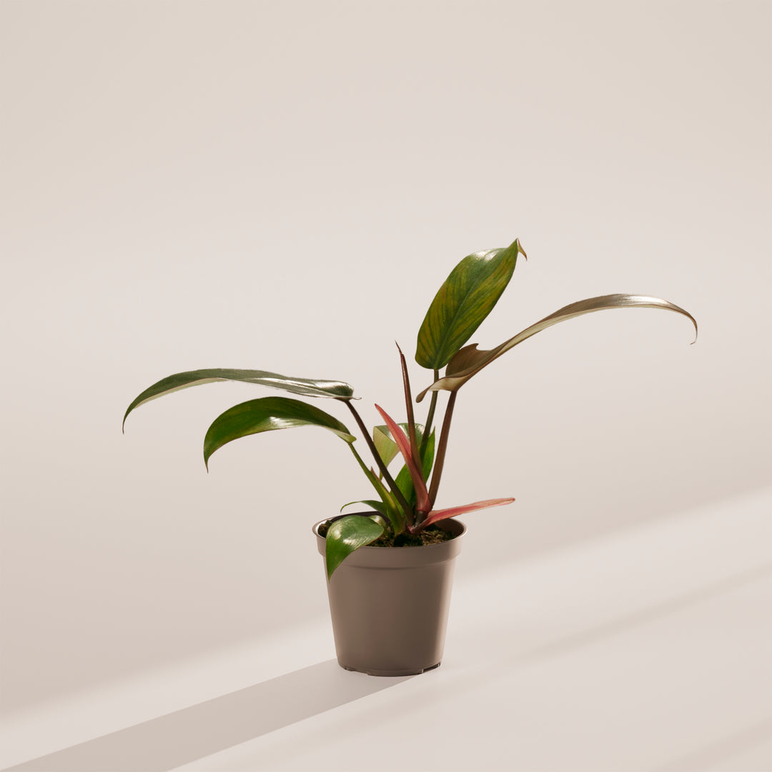 Philodendron 'Florida Bronze' with bronze-red new growth and curved green leaves in modern grey eco-friendly pot, tropical houseplant for bright indoor spaces.