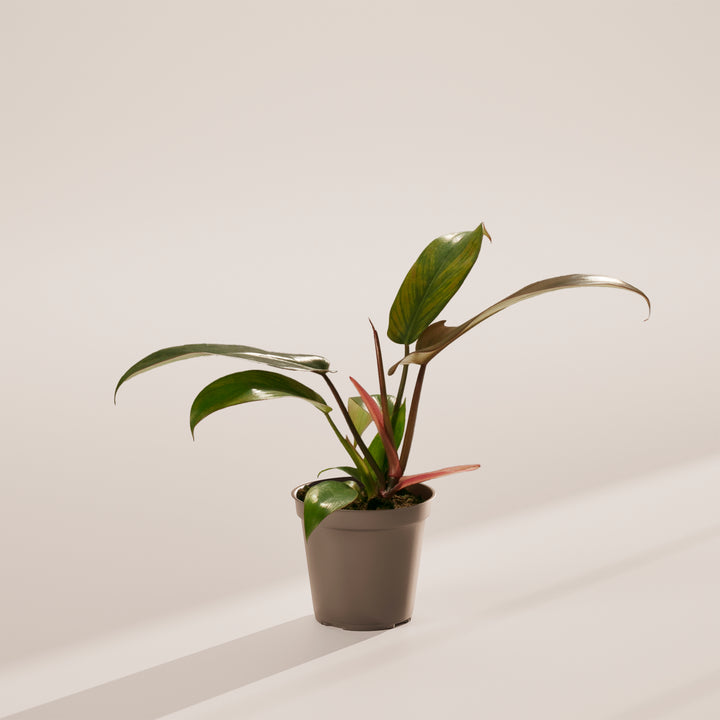 Philodendron 'Florida Bronze' with bronze-red new growth and curved green leaves in modern grey eco-friendly pot, tropical houseplant for bright indoor spaces.