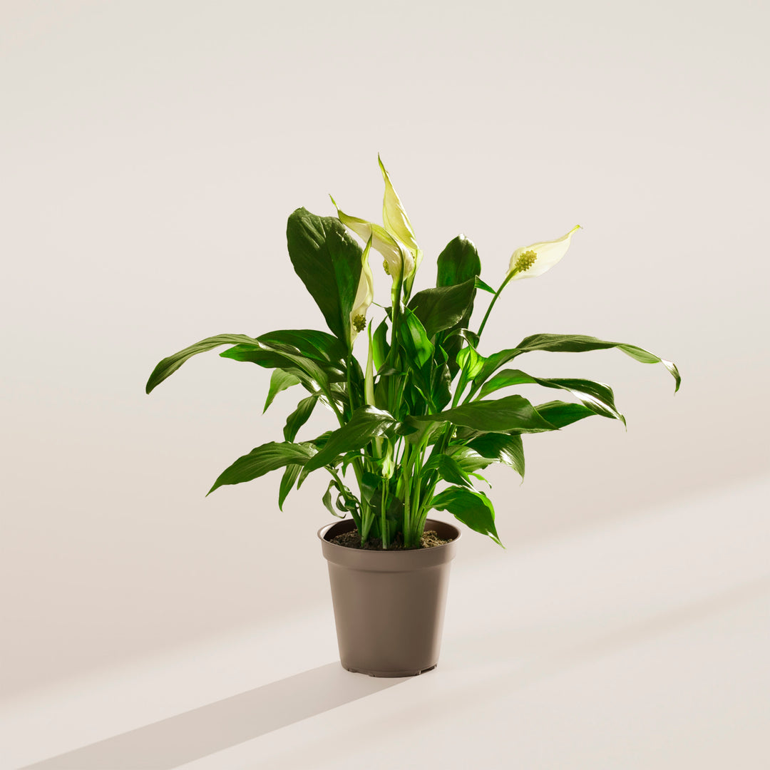 Peace Lily (Spathiphyllum)