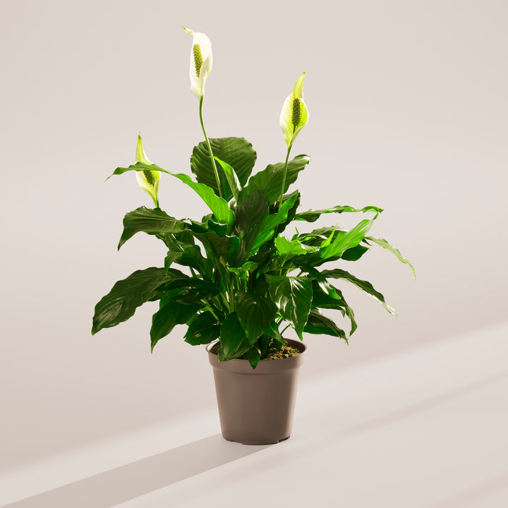 Peace Lily (Spathiphyllum)