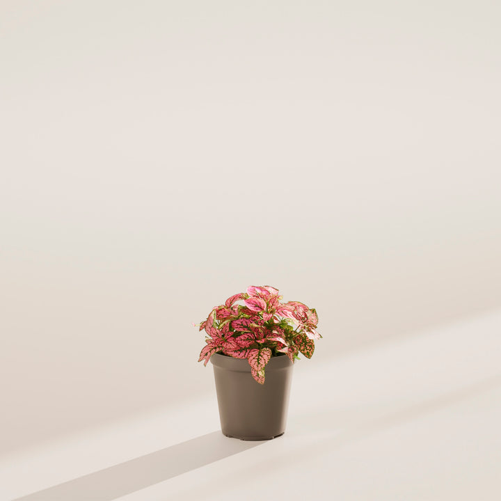 Pink Polka Dot Plant with vibrant pink speckled foliage sitting in a simple brown grower pot.