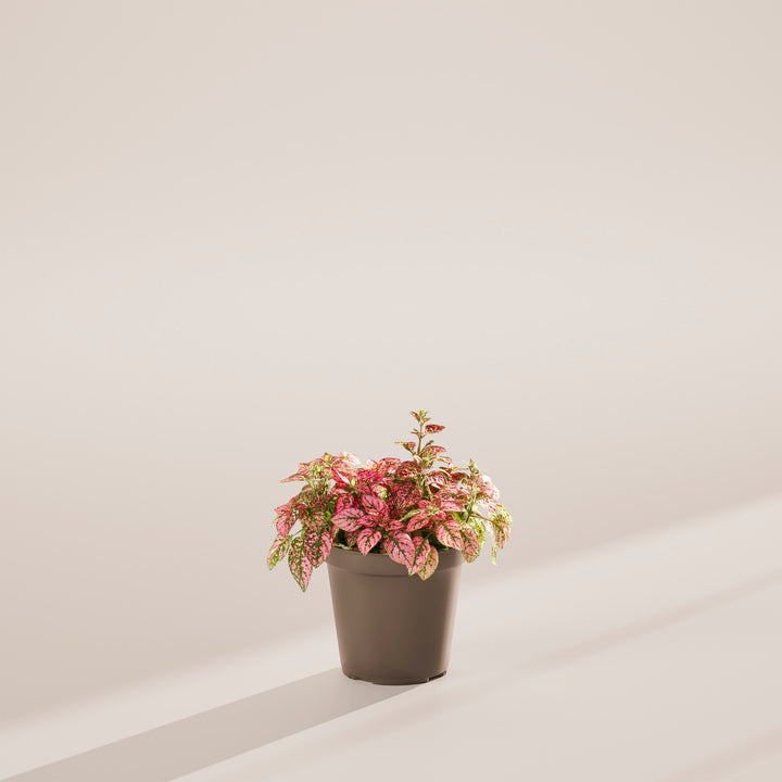 Pink Polka Dot Plant