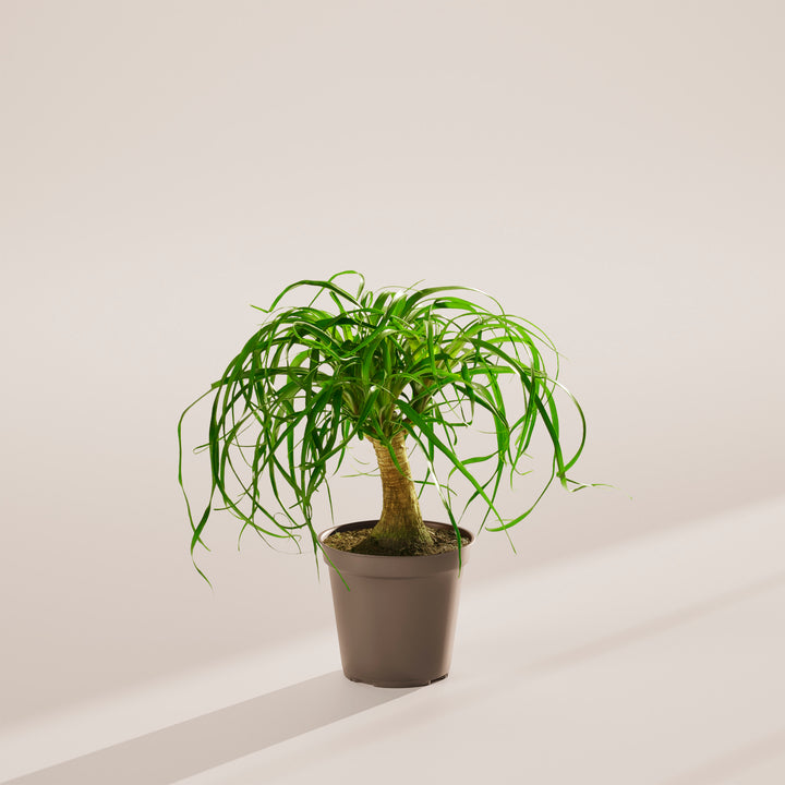 Ponytail Palm Tree