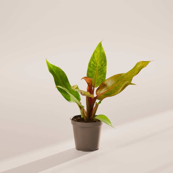 Philodendron Quad Color