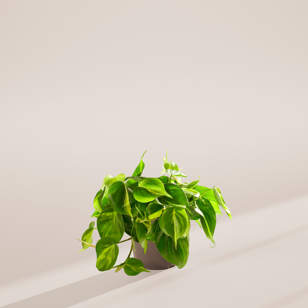Philodendron Brasil