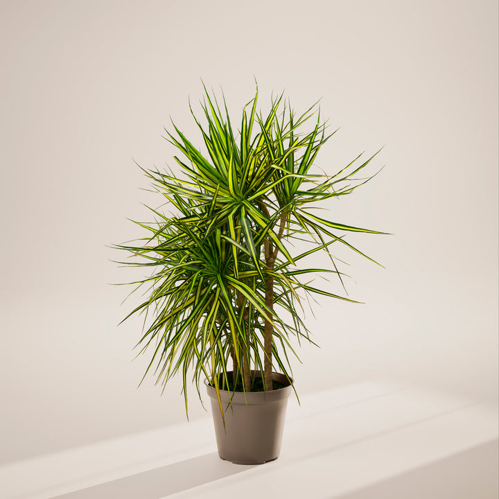 Dracaena 'Ray of Sunshine'