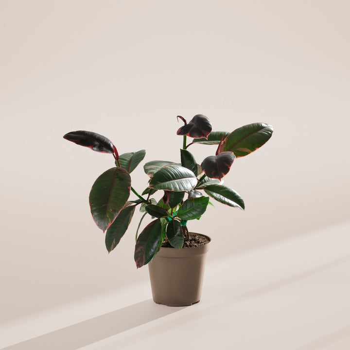 Ruby Rubber Tree Plant