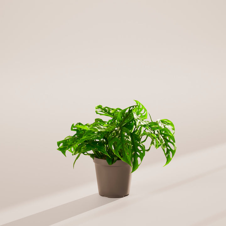 Swiss Cheese Plant