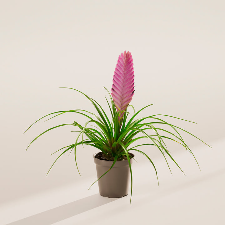 Tillandsia 'Summer'
