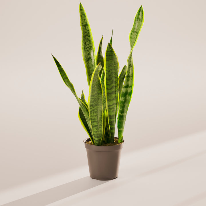 Variegated Sansevieria Laurentii (Snake Plant)