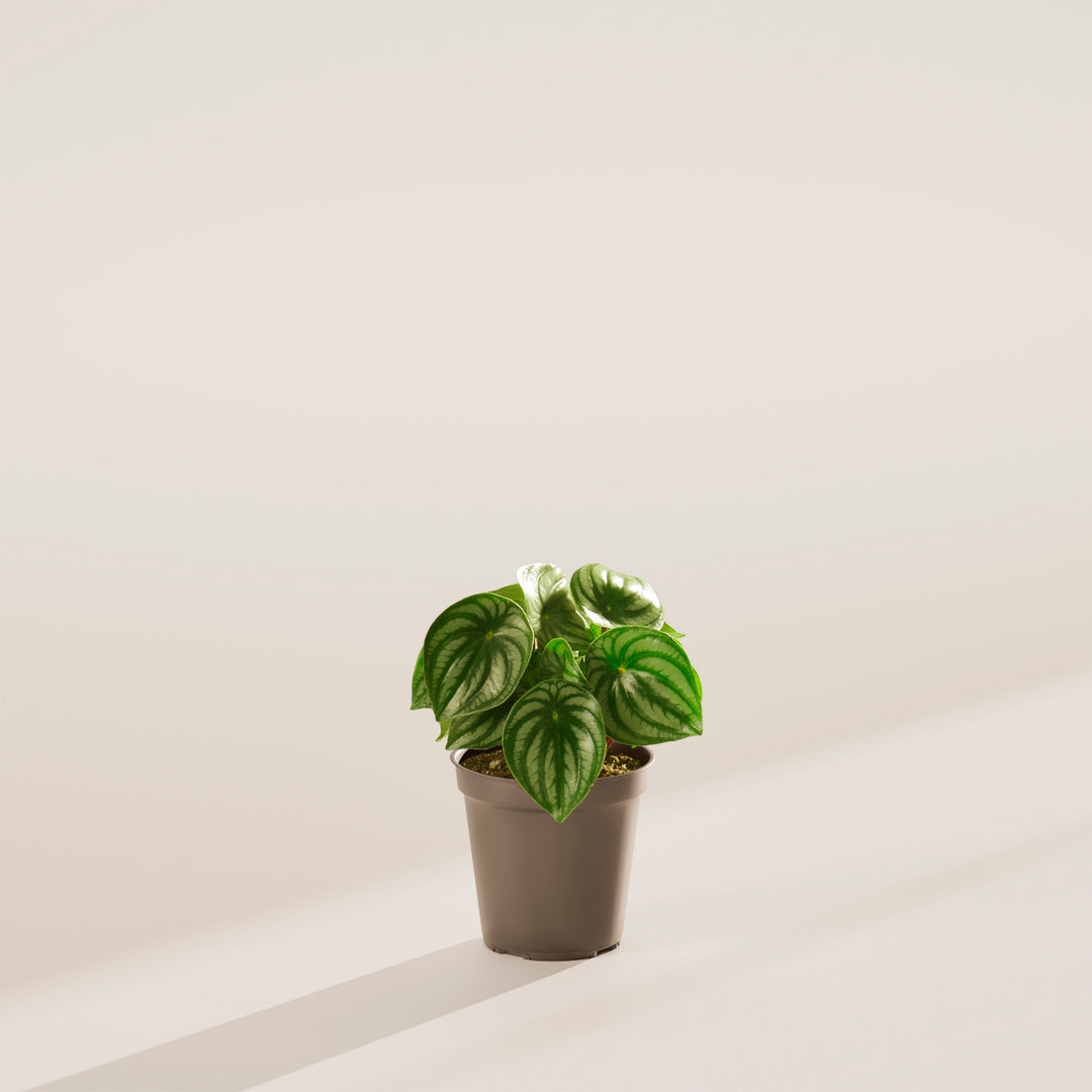 Watermelon Peperomia