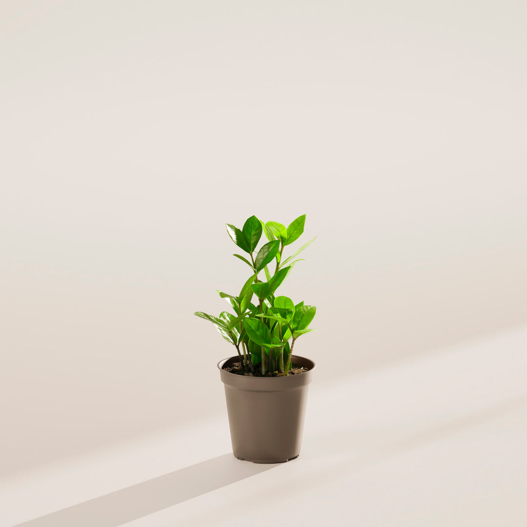 Small ZZ plant in a brown plastic nursery pot on a neutral surface with soft directional lighting.