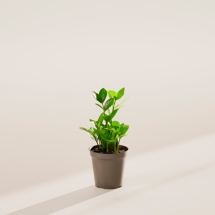 Small ZZ plant in a brown plastic nursery pot on a neutral surface with soft directional lighting.