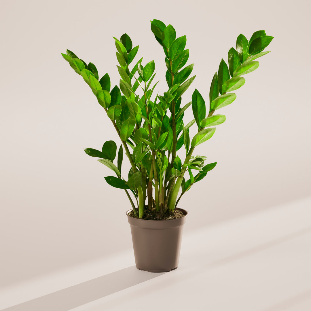 Lush green ZZ plant in a simple brown nursery pot against a neutral studio background.