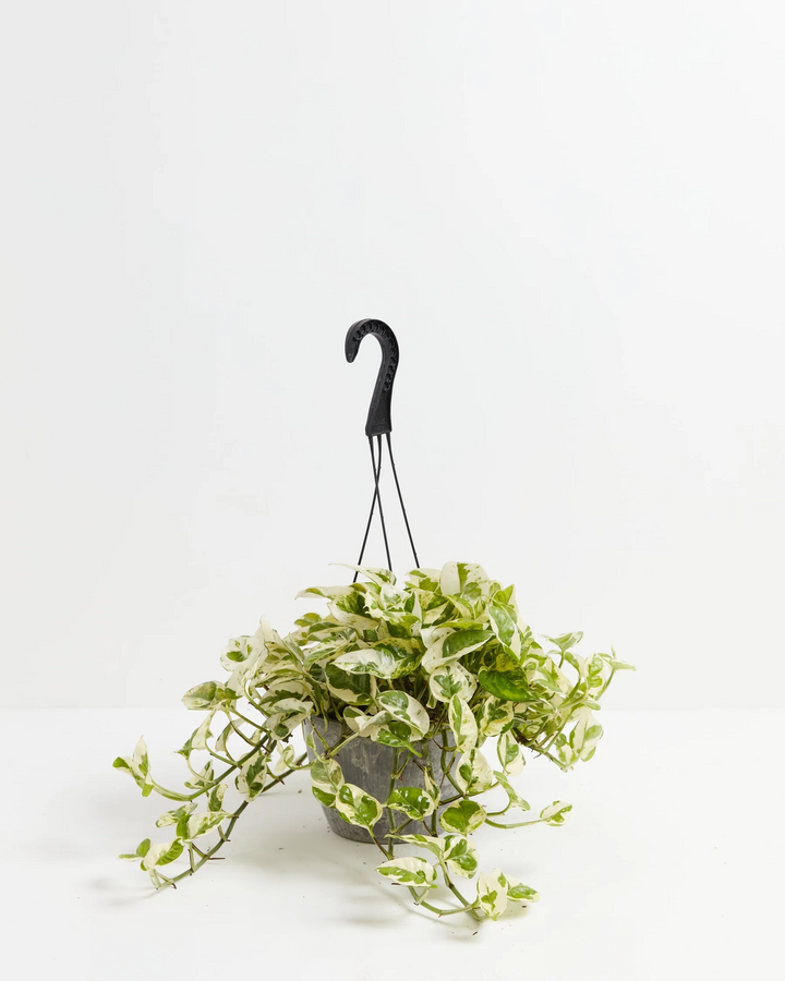 Pearls and Jade Pothos 6-inch in grey concrete-style hanging basket – variegated epipremnum aureum for modern minimalist indoor spaces