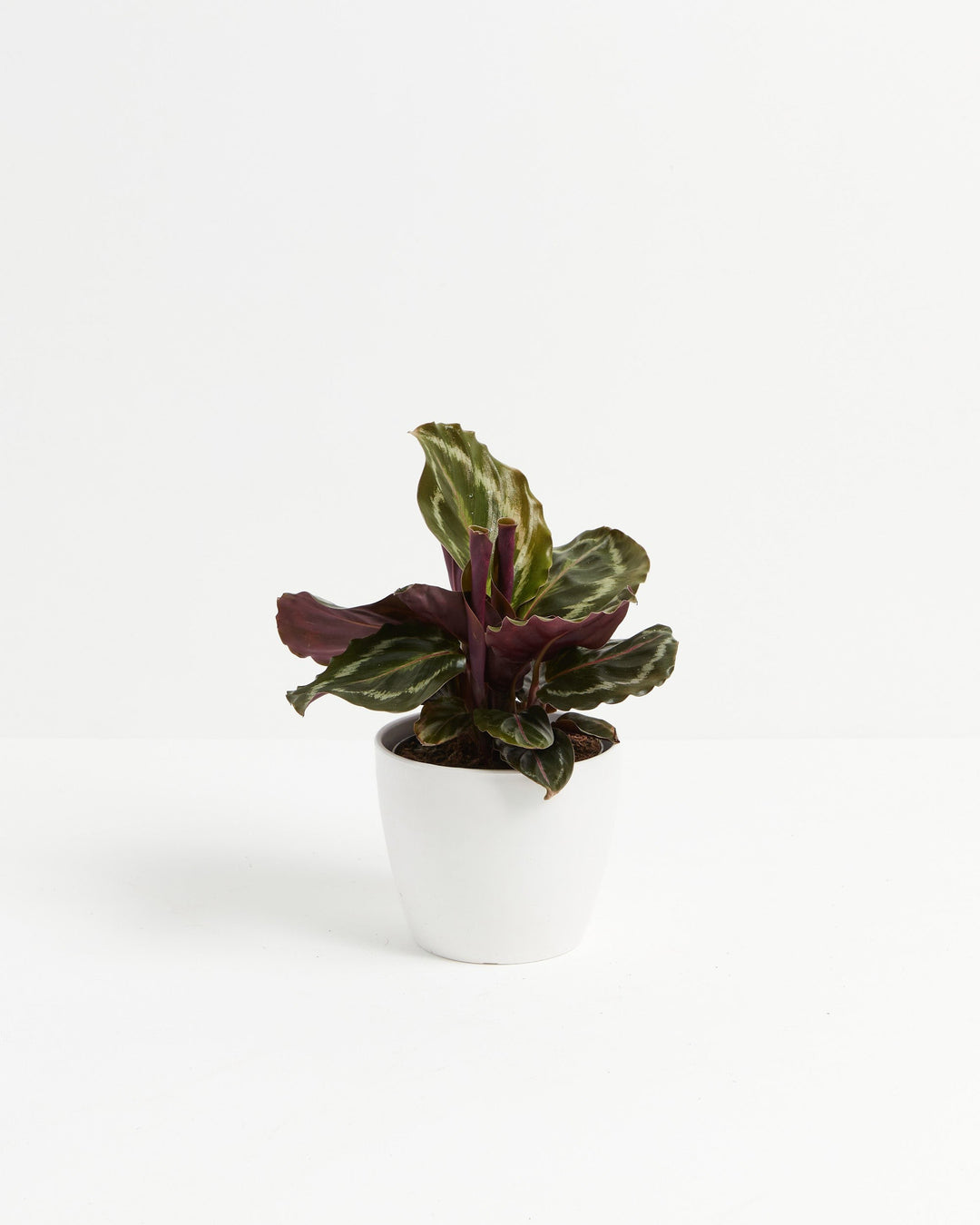 Calathea Medallion