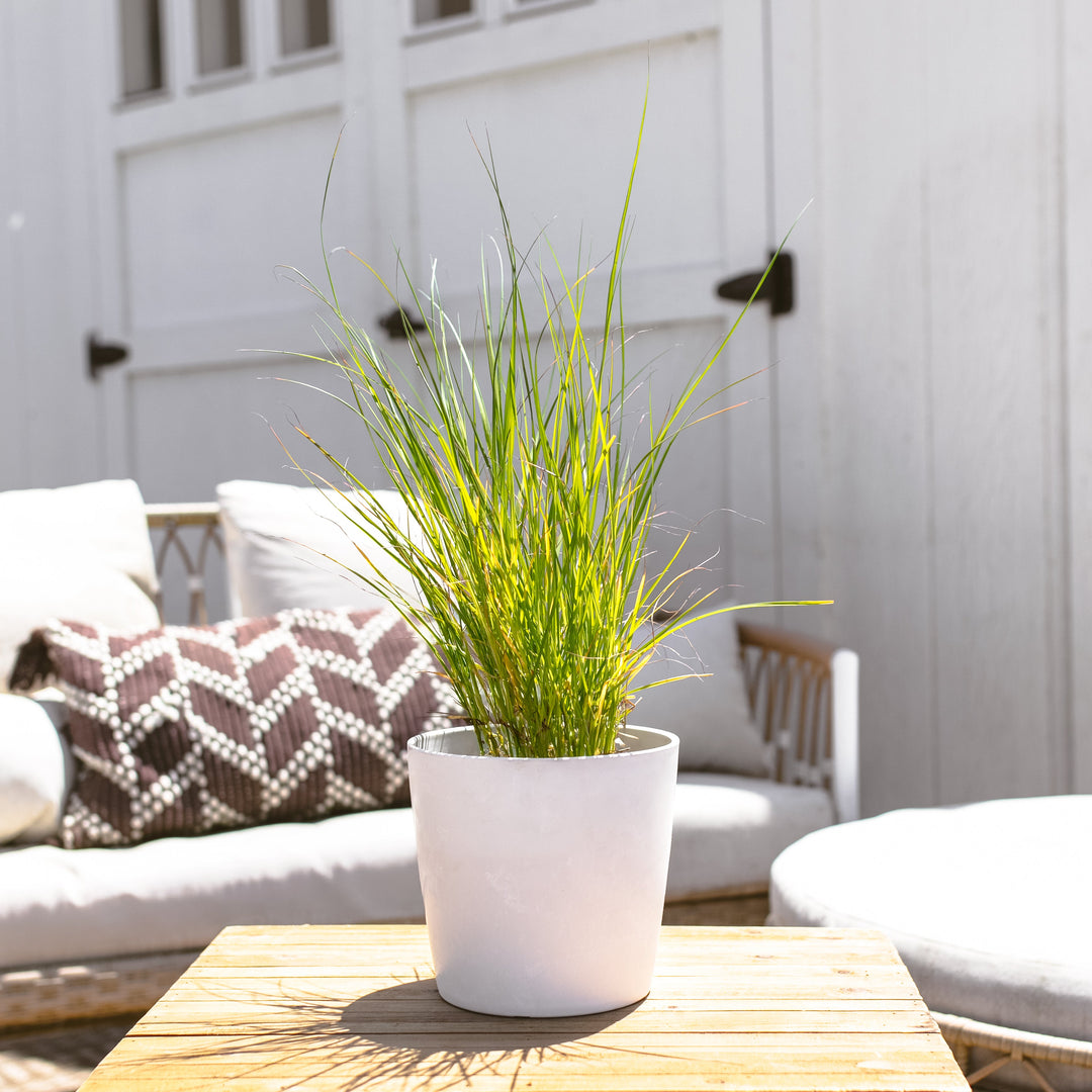 Dwarf Fountain Grass