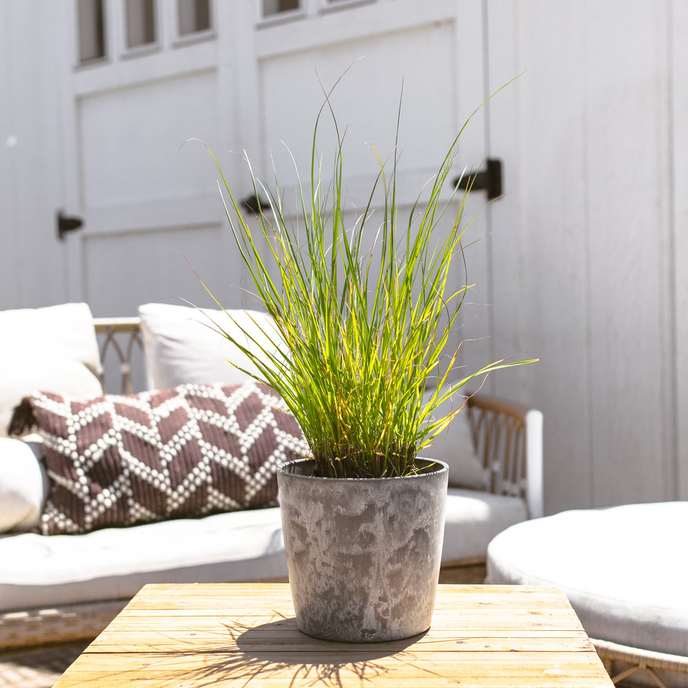 Dwarf Fountain Grass
