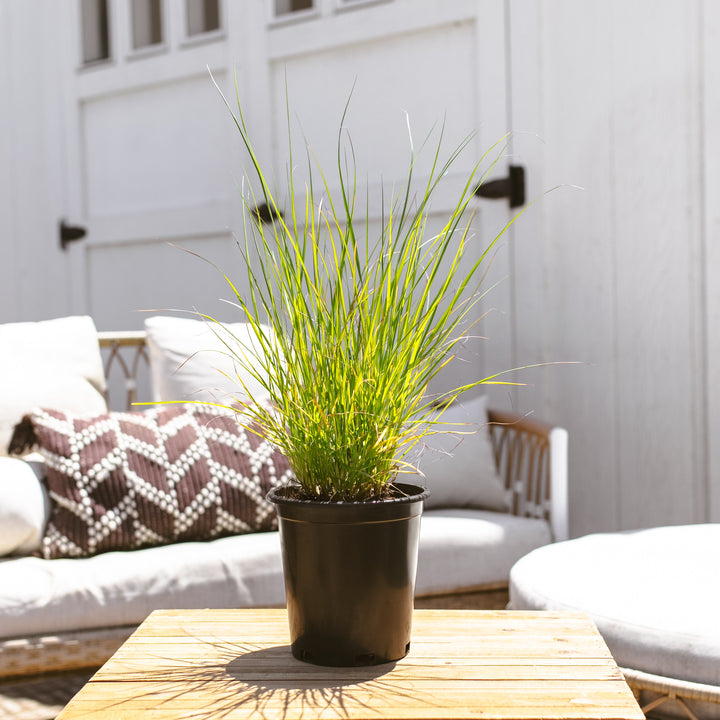 Dwarf Fountain Grass