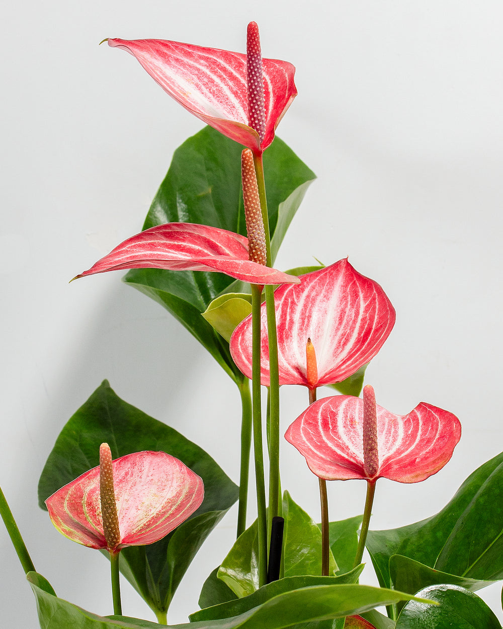 Close-up of Anthurium 'Livium' showing multiple pink and white striped waxy spathes with textured spadixes against glossy dark green heart-shaped leaves