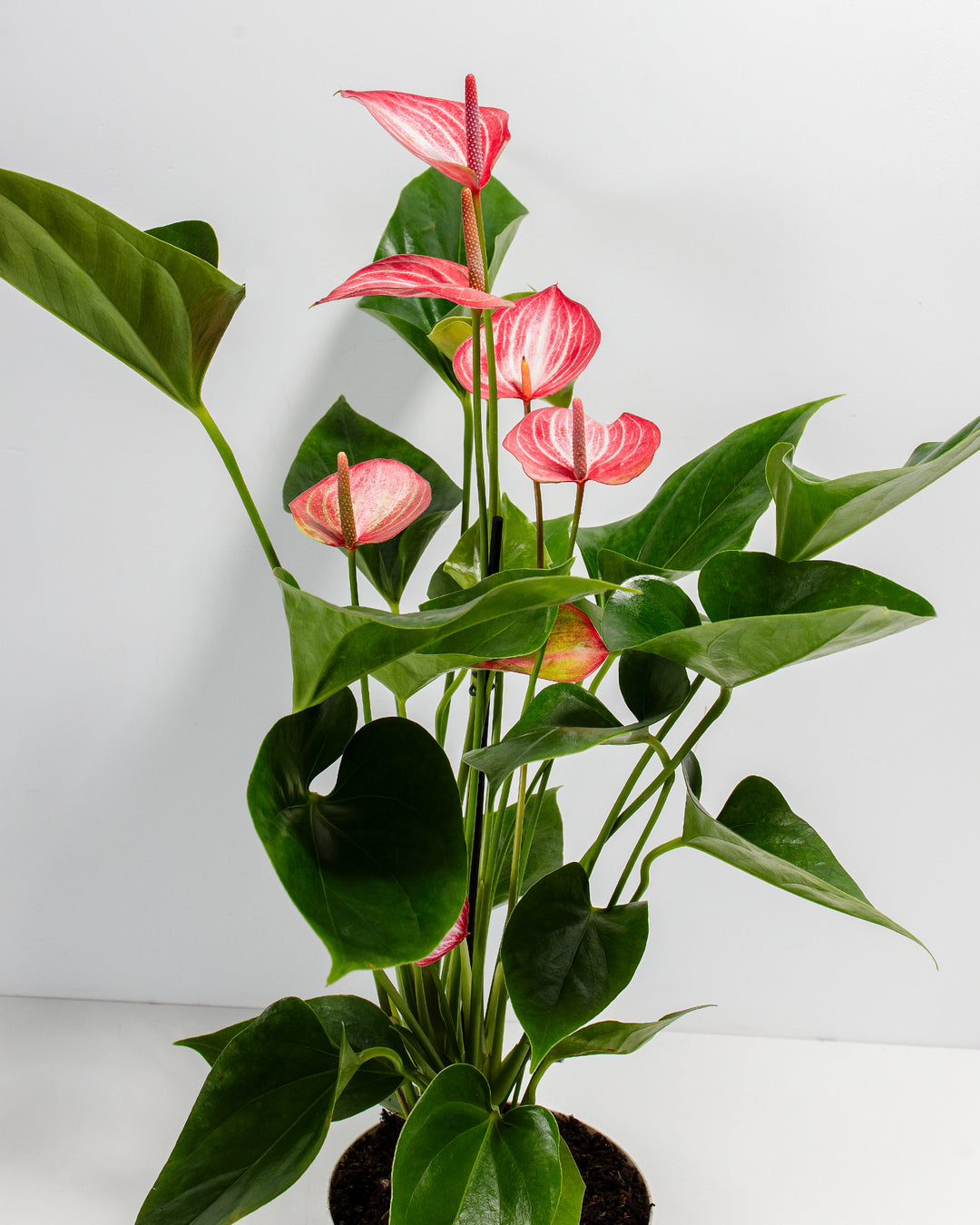Anthurium 'Livium' in a black grower pot with multiple pink and white striped waxy blooms and large glossy heart-shaped green leaves on a white background