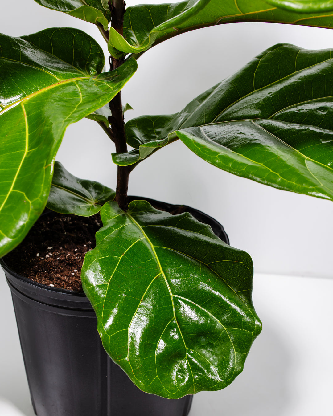 A close-up detail of a Fiddle Leaf Fig Tree (Ficus Lyrata) highlighting its glossy, textured green leaves and central stem emerging from a black grower pot against a white background.