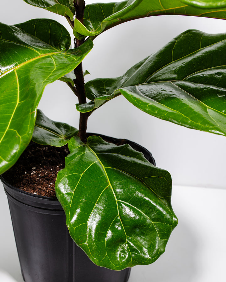 A close-up detail of a Fiddle Leaf Fig Tree (Ficus Lyrata) highlighting its glossy, textured green leaves and central stem emerging from a black grower pot against a white background.