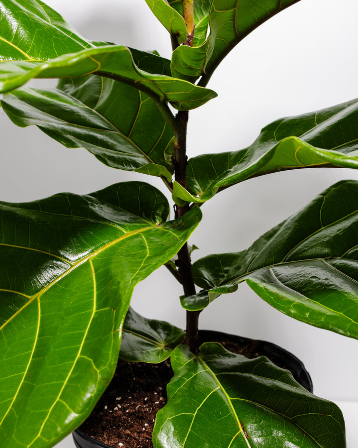 A close-up detail of a Fiddle Leaf Fig Tree (Ficus Lyrata) highlighting its large, waxy green leaves with prominent yellow veining and its sturdy central stem against a white background.