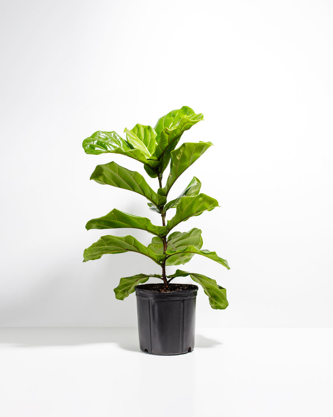 A full view of a Fiddle Leaf Fig Tree (Ficus Lyrata) showcasing its tall, upright stem and large, scalloped green leaves, presented in a black grower pot against a white background.