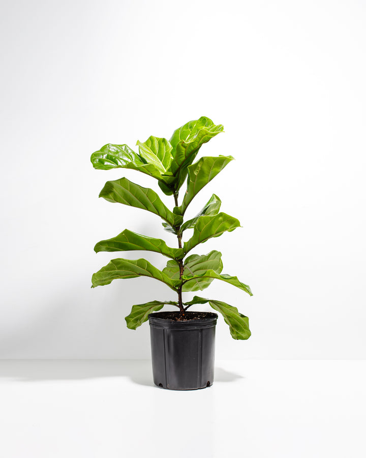 A full view of a Fiddle Leaf Fig Tree (Ficus Lyrata) showcasing its tall, upright stem and large, scalloped green leaves, presented in a black grower pot against a white background.