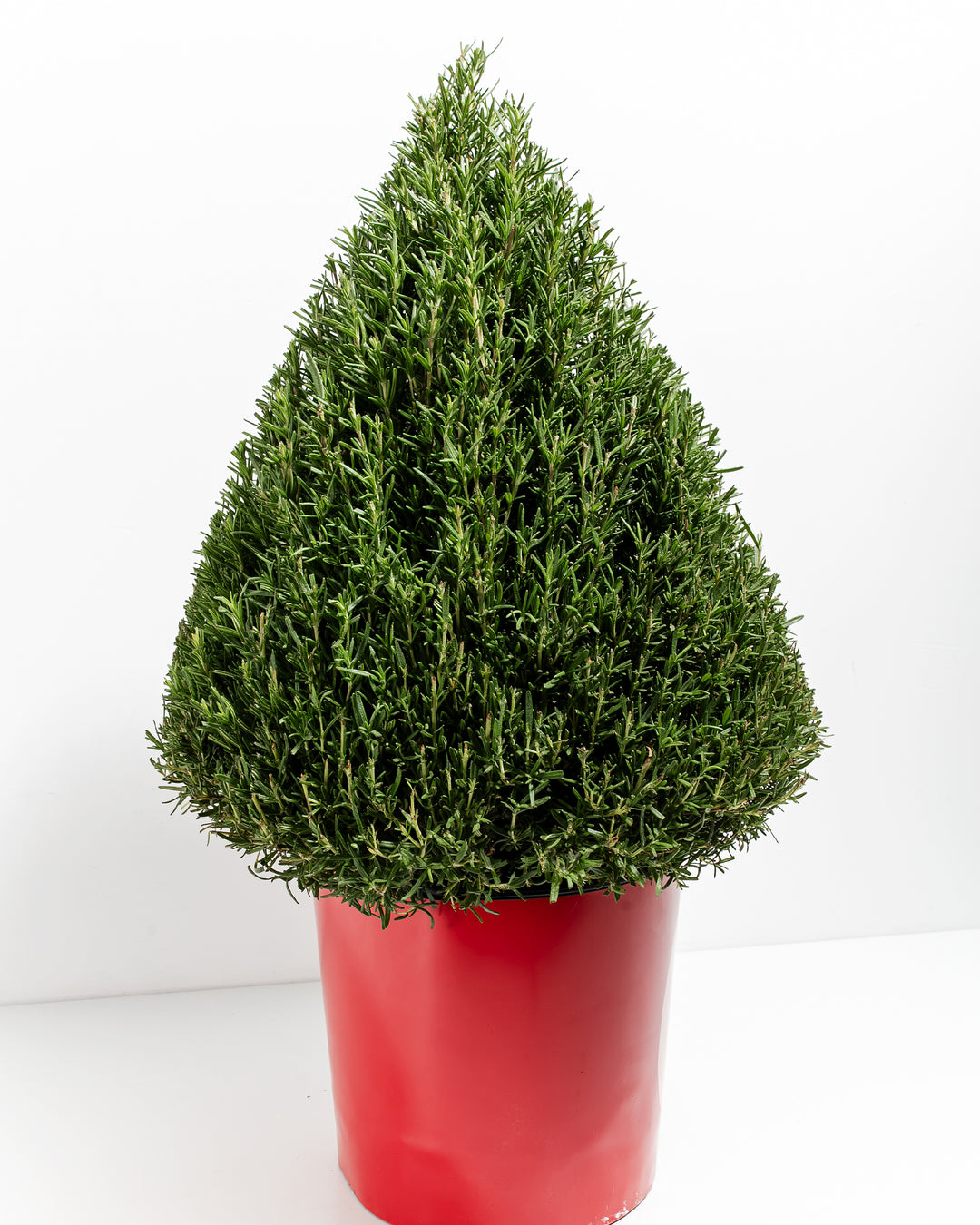 Statement-making ten-inch rosemary cone topiary in bold red ceramic pot creating dramatic vertical greenery impact. Large-scale culinary and decorative herb plant ideal for entryways, garden rooms, and gardeners seeking substantial year-round harvesting potential with striking seasonal color.
