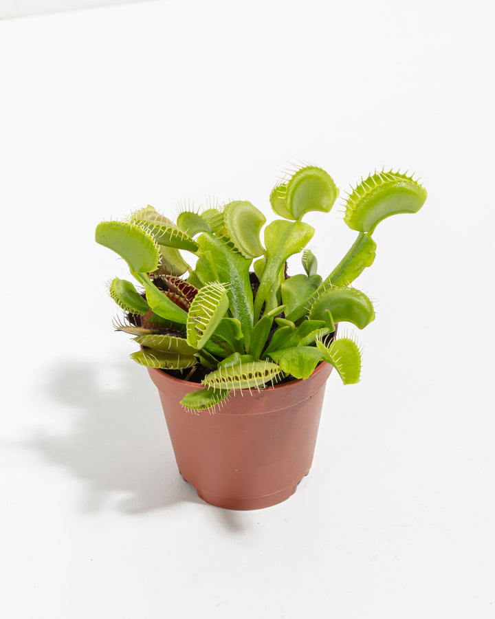 Venus Fly Trap 4-Pack