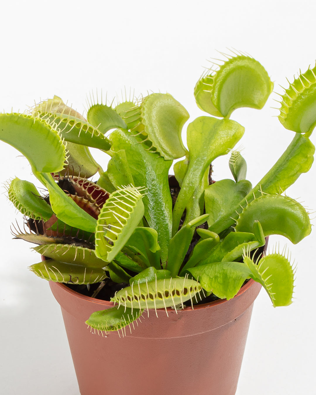 Venus Fly Trap 4-Pack