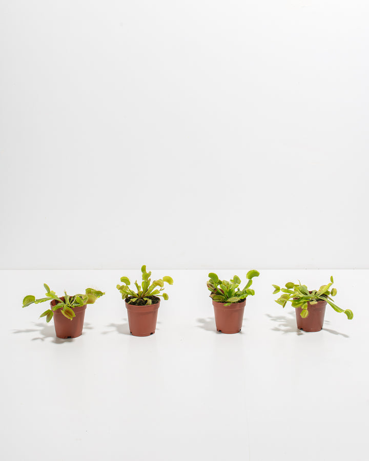 Venus Fly Trap 4-Pack