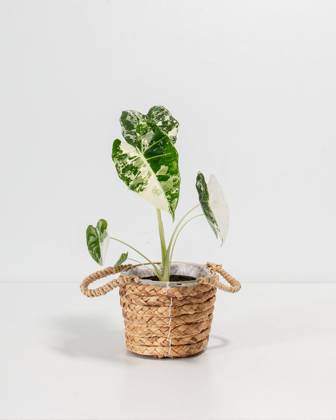 Alocasia Frydek Variegated in natural woven seagrass basket with handles, featuring compact heart-shaped leaves with white and green splatter variegation, ideal for tabletop display.