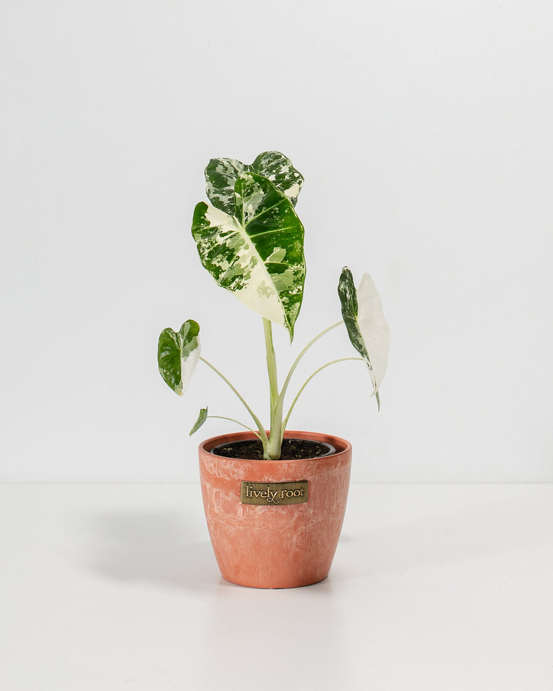 Alocasia Frydek Variegated in 4-inch coral-pink ceramic planter displaying dramatic white splatter variegation across deep green arrow-shaped leaves with prominent veining.