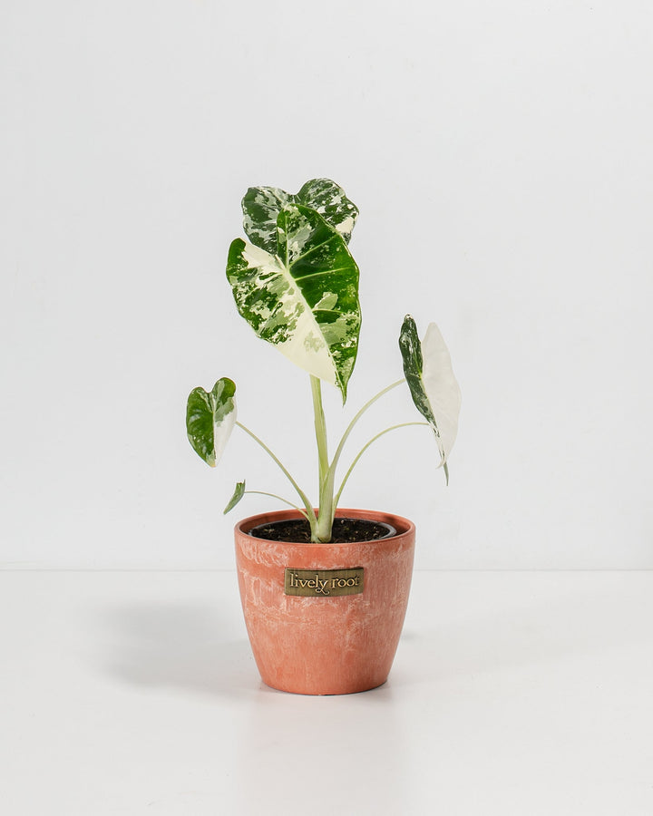 Alocasia Frydek Variegated in 4-inch coral-pink ceramic planter displaying dramatic white splatter variegation across deep green arrow-shaped leaves with prominent veining.