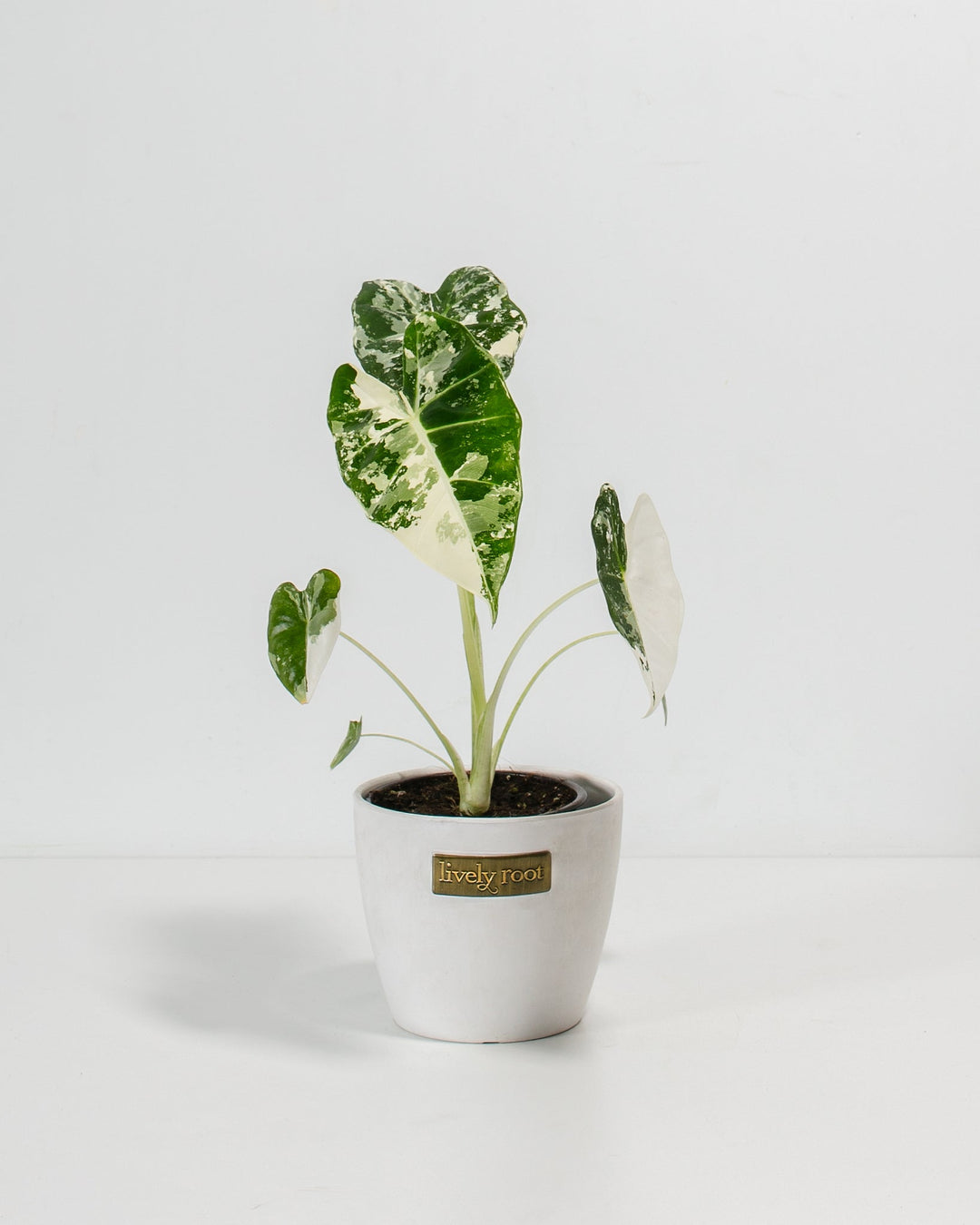 Compact Alocasia Frydek Variegated in 4-inch white ceramic pot featuring glossy heart-shaped leaves with cream-white and forest-green variegated splatter pattern throughout.