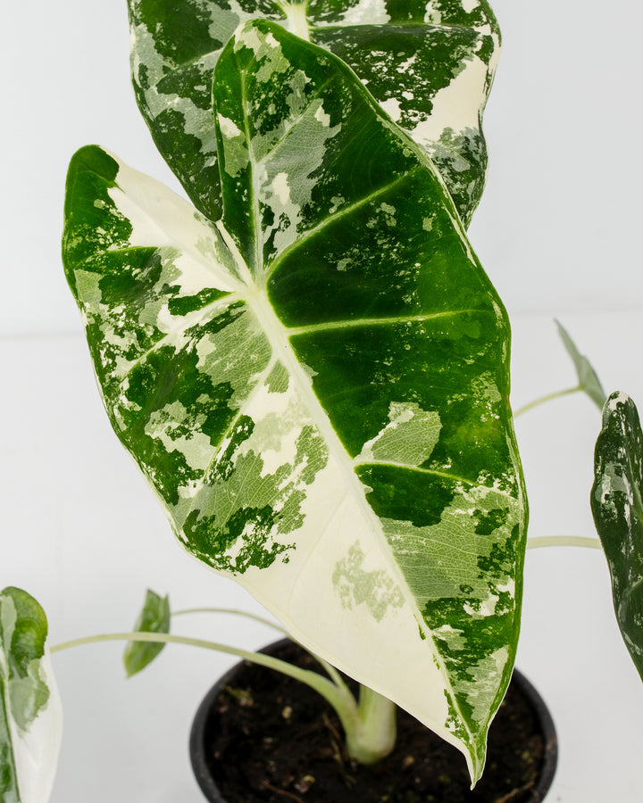 Detailed overhead view of mature Alocasia Frydek Variegated leaf displaying full white and green mottled variegation pattern, pale central vein, and heart-shaped leaf structure.